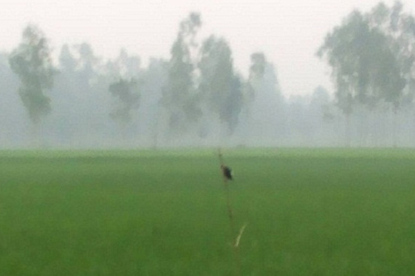 ফুলবাড়ীতে শীতের আগমনী বার্তা

