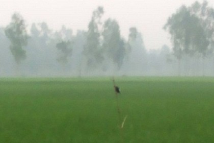 ফুলবাড়ীতে শীতের আগমনী বার্তা

