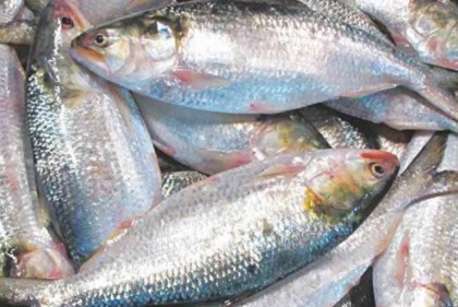 রায়পুরে সাড়ে সাত হাজার পরিবারে ইলিশ আনন্দ

