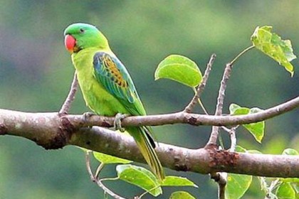 সকাল বেলার টিয়া
