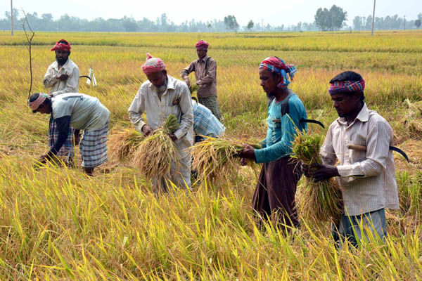 বগুড়ার মাঠে সোনা রঙের ধানে কৃষকের হাসি 