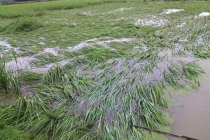 মৌলভীবাজারে পাহাড়ি ঢলে তলিয়ে গেছে আমন ক্ষেত