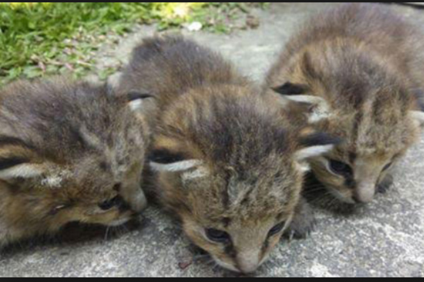 নাটোরে তিনটি মেছো বাঘের বাচ্চা উদ্ধার