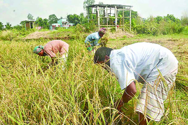 বগুড়ায় আমন ধানের বাম্পার ফলন