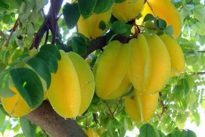 ডায়াবেটিস নিয়ন্ত্রণে রাখবে কামরাঙ্গার রস