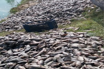 মাছের সাথে শত্রুতা