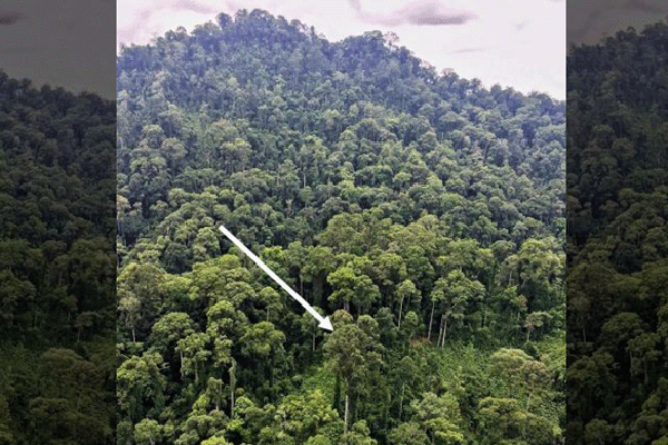 স্ট্যাচু অব লিবার্টির উচ্চতাকেও হার মানিয়েছে গাছ!