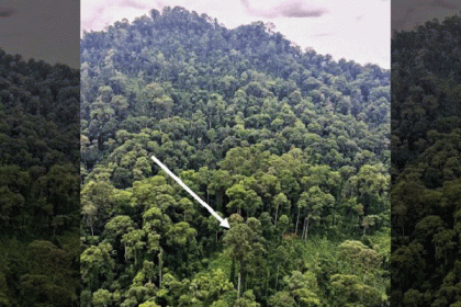 স্ট্যাচু অব লিবার্টির উচ্চতাকেও হার মানিয়েছে গাছ!