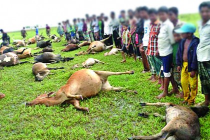 সময়মতো ওষুধ না পাওয়ায় ৩ হাজার গবাদি পশু মৃত্যুর অভিযোগ