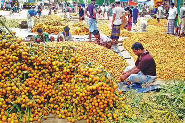 রায়পুরে সুপারির বাম্পার ফলন
