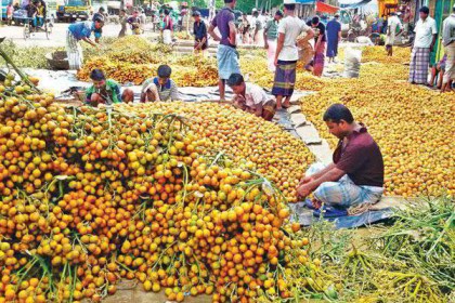 রায়পুরে সুপারির বাম্পার ফলন
