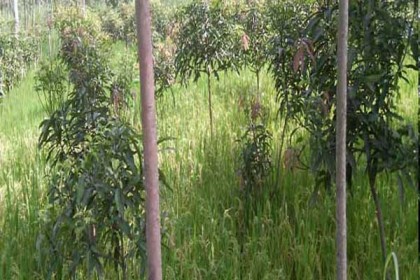আম লিচুর বাগানে সাথী ফসল আবাদ করে সাফল্য 