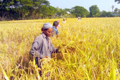 উপকূল জুড়ে ধান কাটার ধুম 


