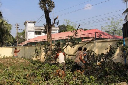 ঠাকুরগাঁওয়ে টেন্ডার ছাড়াই সরকারি গাছ কর্তনের অভিযোগ 