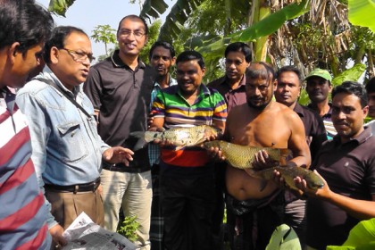 বাগেরহাটে উন্মুক্ত জলাশয়ে মাসব্যাপী মাছ আহরণ শুরু

              