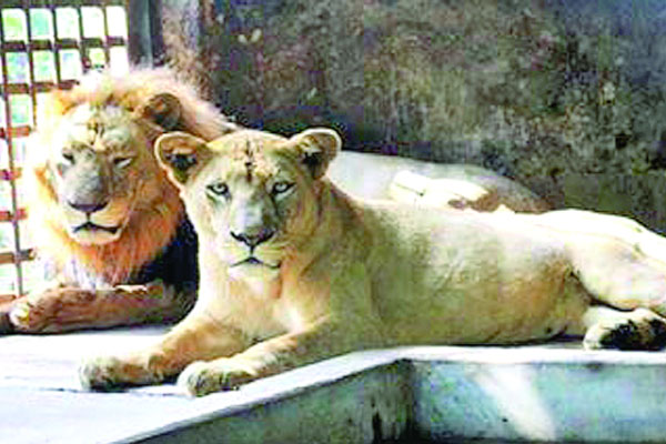 রাজা-বর্ষার সময় কাটছে আনন্দে