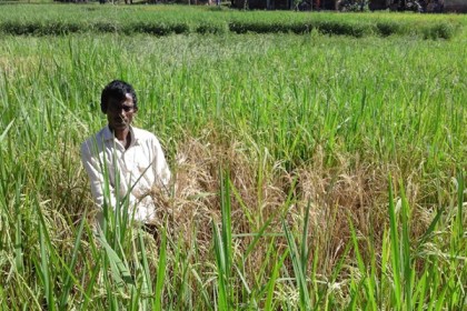 চকরিয়ায় ধানখেতে পোকার আক্রমণ, দিশেহারা কৃষক 