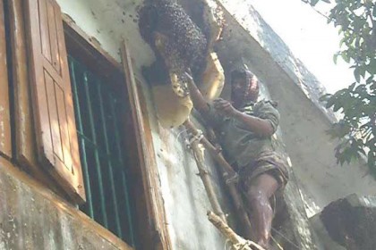 অস্তিত্ব সংকটে শরীয়তপুরের মধুসংগ্রাহকরা