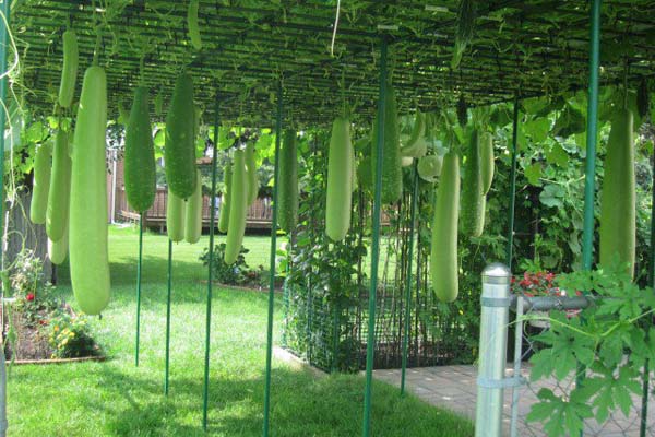 লাউয়ের স্বাস্থ্য উপকারিতা