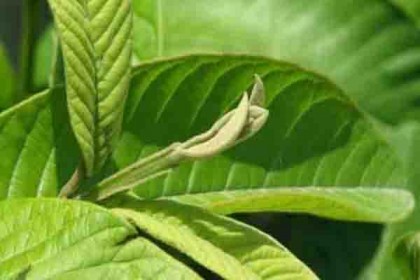 চুল পড়া কমাতে পেয়ারা পাতার ব্যবহার