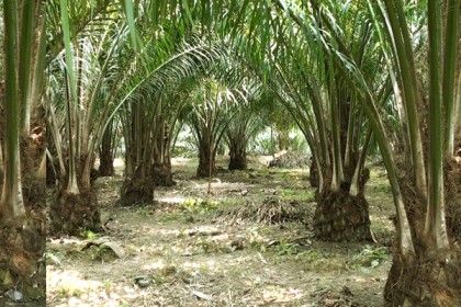 বাণিজ্যিক ভিত্তিতে পাম চাষে সফল আনোয়ার