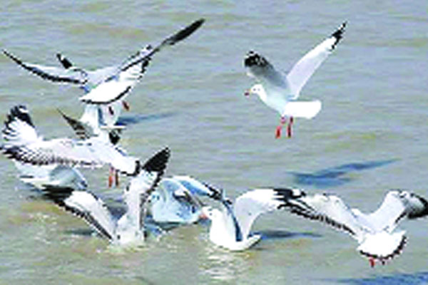 পাখির কলতান