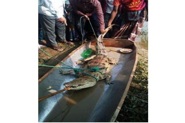 নাটোরে মাছের জালে কুমির!