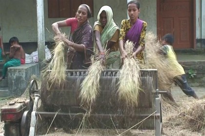 সিরাজগঞ্জে ধান কাটার মহোৎসব