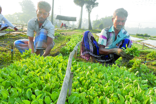 সবজি চারার ২০ কোটি টাকার বাজার