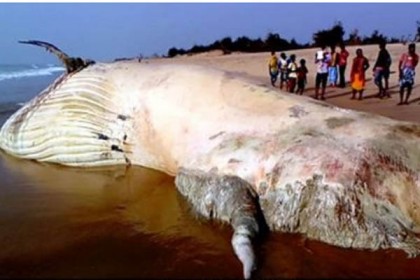 পুরীর বিচে ভেসে এলো বিরল প্রজাতির মৃত তিমি