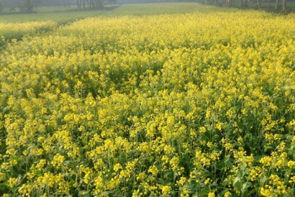 বগুড়ায় সরিষা ফুলে মাঠে হলুদ বর্ণ 
