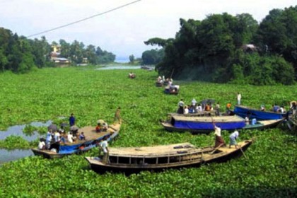 কচুরিপানার দখলে কাপ্তাই হ্রদ