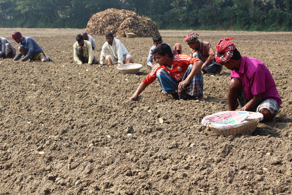 মুন্সীগঞ্জে চলছে আলুুচাষে বিশাল কর্মযঞ্জ 
