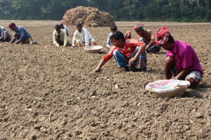মুন্সীগঞ্জে চলছে আলুুচাষে বিশাল কর্মযঞ্জ 