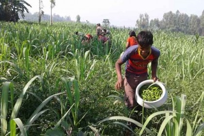 রৌমারীর চরাঞ্চলে একসঙ্গে ৫ ফসলের চাষ