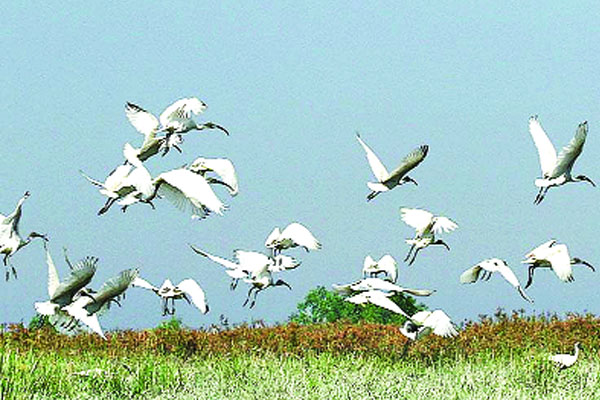 অতিথি পাখির দল রামরাই দিঘিতে