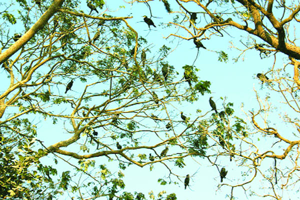 পাহাড়ি জনপদে অতিথি পাখির ভিড়