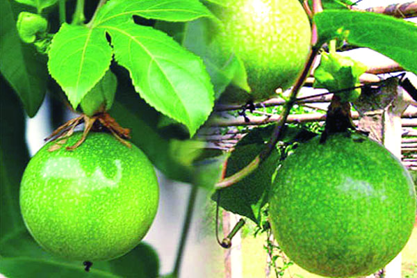 নওগাঁয় প্যাশন ফল চাষে অপার সম্ভাবনা