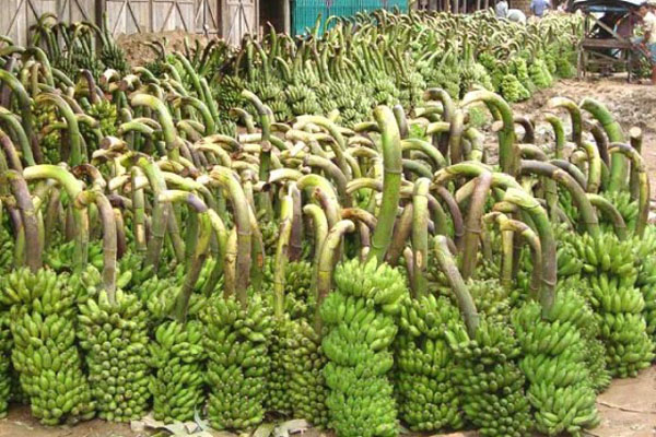 রাতে আসে কাঁচা কলা, সকালেই পাকা!