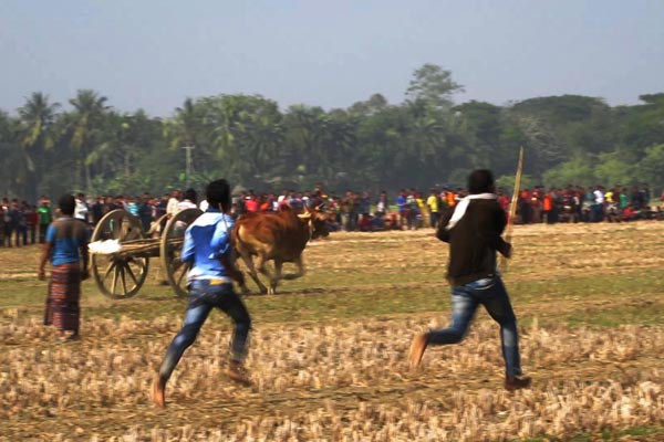 ঝিনাইদহে গরুর গাড়ির দৌড় প্রতিযোগিতা
