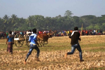 ঝিনাইদহে গরুর গাড়ির দৌড় প্রতিযোগিতা