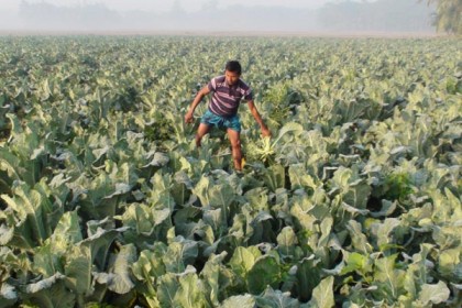 লক্ষ্মীপুরে শীতকালীন সবজি চাষে লাভবান চাষীরা