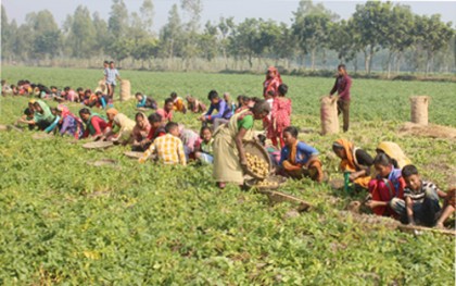ঠাকুরগাঁওয়ে আলুর দরপতন