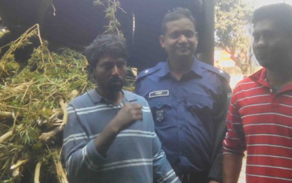 নাটোরে গাঁজাসহ দুই ভাই আটক
