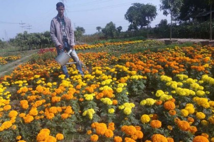 নার্সারি করে ভাগ্যবদল কলেজছাত্র খোকনের