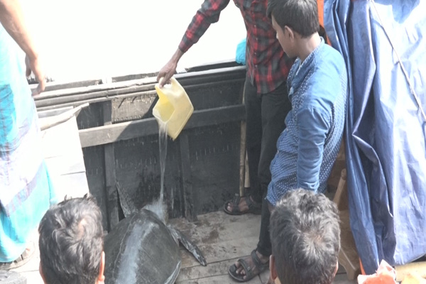 বরিশালে পাঁচারকালে বিরল প্রজাতির কচ্ছপ উদ্ধার
