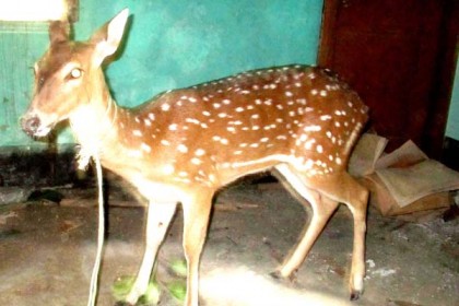 লক্ষ্মীপুরে মেছোবাঘের পর এবার হরিণ উদ্ধার