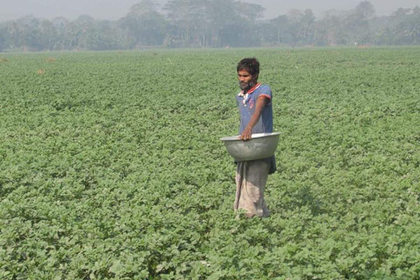আলু পরিচর্যায় ব্যস্ত শরীয়তপুরের কৃষকরা