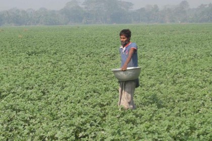 আলু পরিচর্যায় ব্যস্ত শরীয়তপুরের কৃষকরা