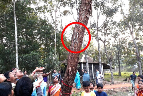 নিম গাছ থেকে বের হচ্ছে দুধ!